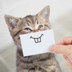 kata lucu untuk caption media sosial